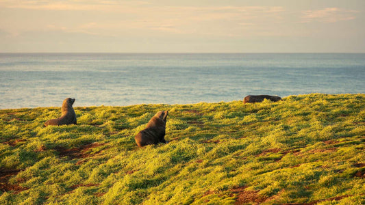 Coastal Serenity: Fur Seals at Katiki Point - by Award Winning New Zealand Landscape Photographer Stephen Milner