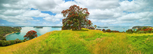 Harbour of Tranquility: Pōhutukawa Bloom at Mahurangi - Stephen Milner