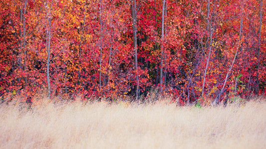 Seasonal Spectacle - New Zealand Autumn - by Award Winning New Zealand Landscape Photographer Stephen Milner