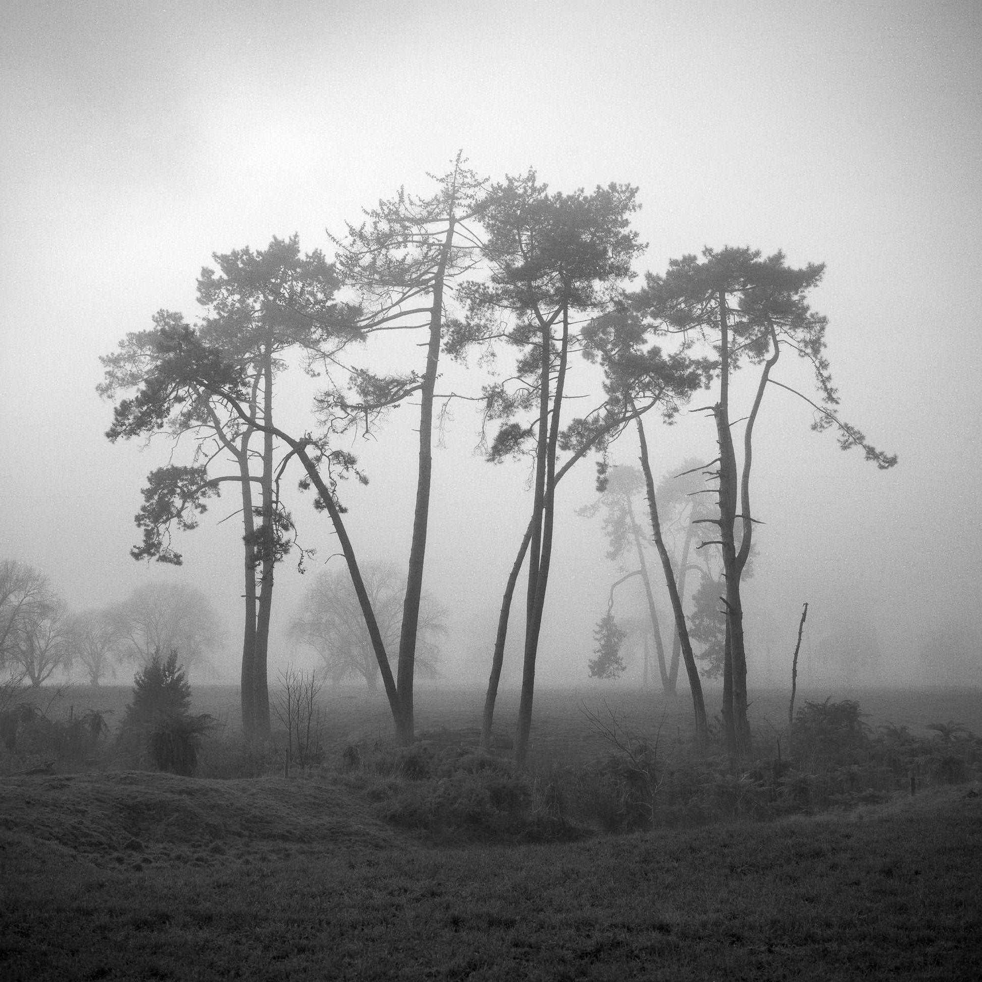 Together - Waikato - by Award Winning New Zealand Landscape Photographer Stephen Milner