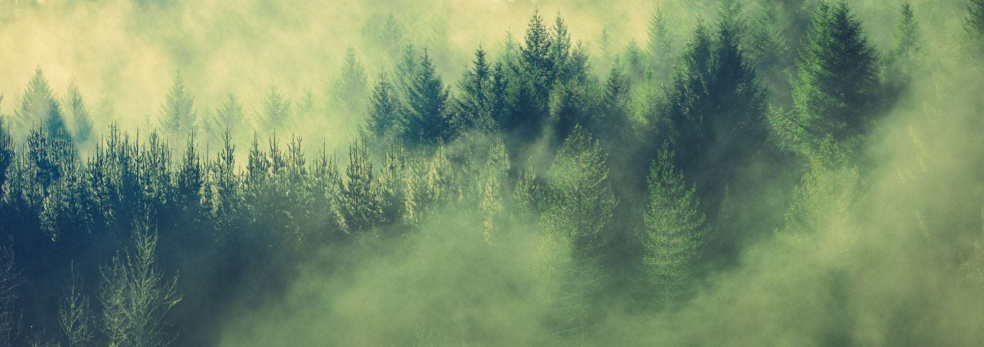 Transitions - Rotorua Redwoods - by Award Winning New Zealand Landscape Photographer Stephen Milner