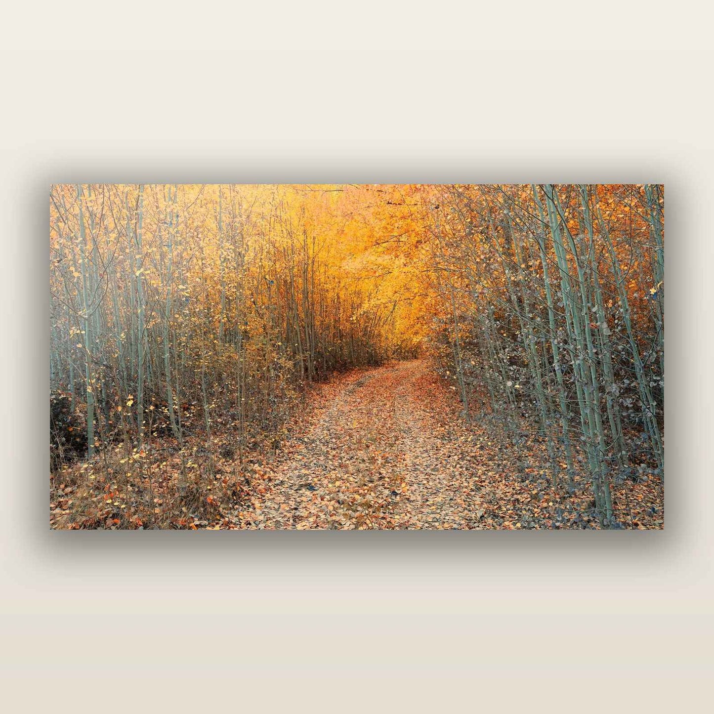 Golden Trails, Mackenzie Country — frameless acrylic glass print. New Zealand fine art landscape photography by Stephen Milner.