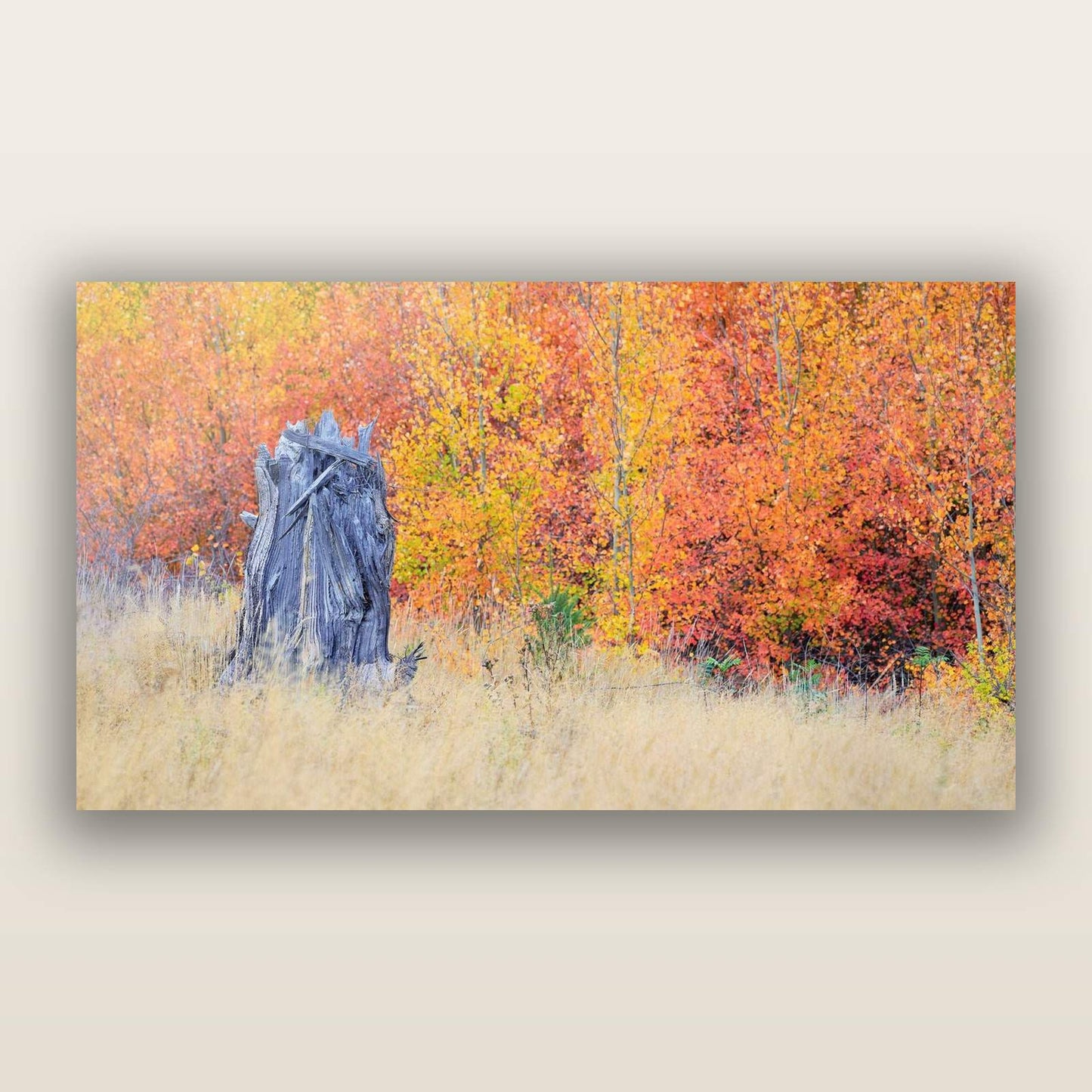 Nature's Circle, Mackenzie Country — frameless acrylic glass print. New Zealand fine art landscape photography by Stephen Milner.