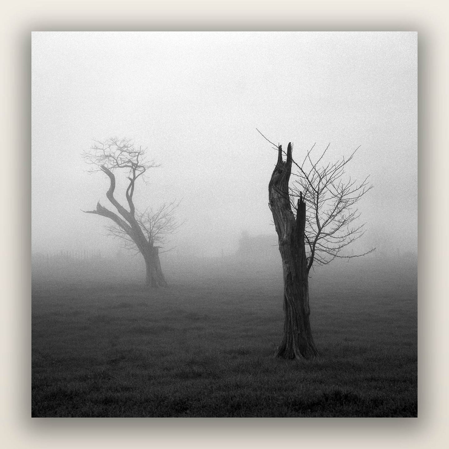Opposites in the Mist, Waikato — frameless acrylic glass print. New Zealand fine art landscape photography by Stephen Milner.