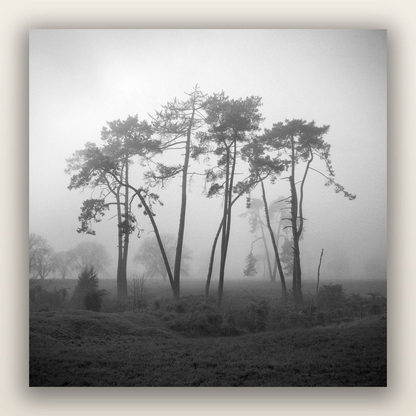Together, Waikato — frameless acrylic glass print. New Zealand fine art landscape photography by Stephen Milner.