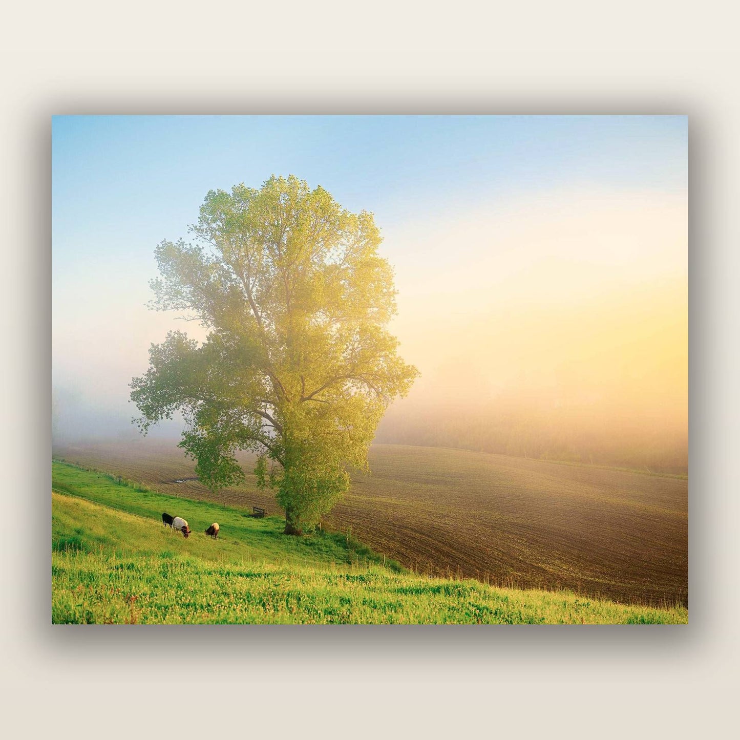 Field of Dreams, Waikato — frameless acrylic glass print. New Zealand fine art landscape photography by Stephen Milner.