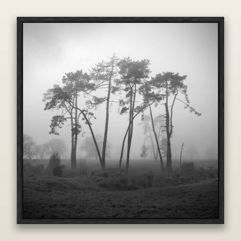 Together, Waikato, black and white fine art print by Stephen Milner