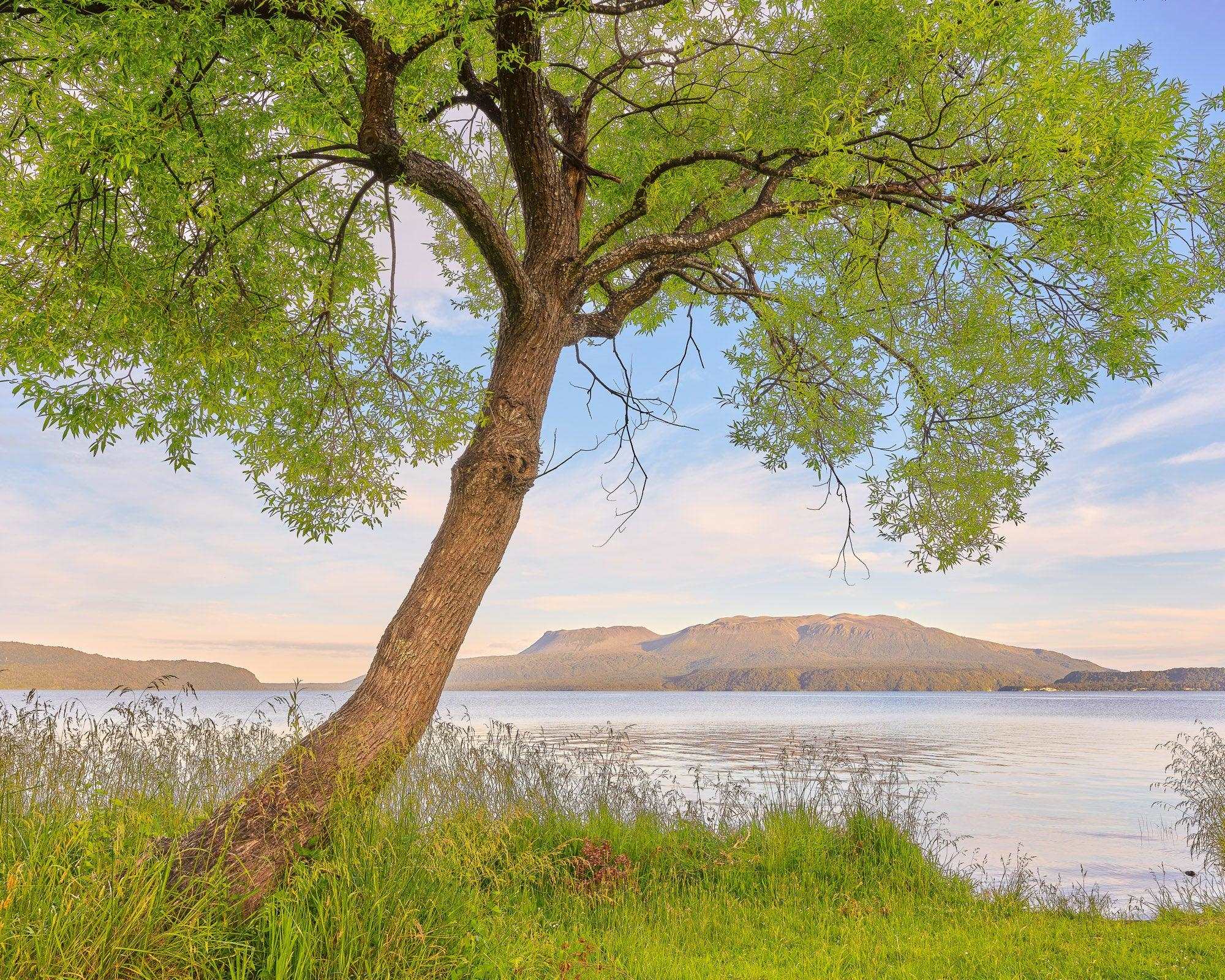 A Tree's Tale - Sunset at Lake Tarawera - by Award Winning New Zealand Landscape Photographer Stephen Milner