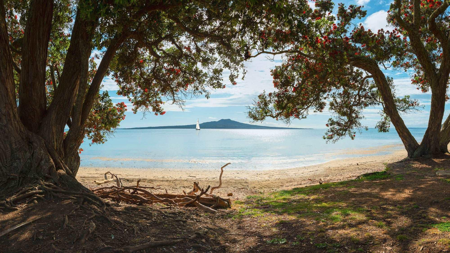 Auckland's Christmas Canvas: Pōhutukawa Symphony - Stephen Milner