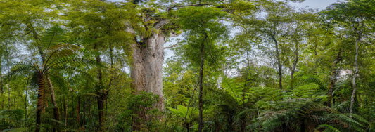 Cathedral of Green: Ancient Kauri, Dargaville