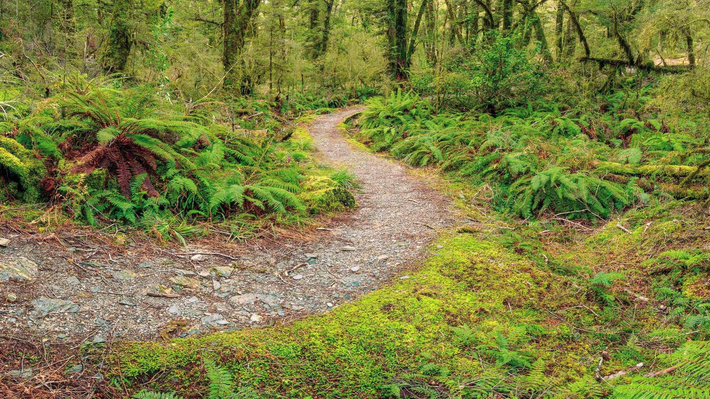 Enchanted Passage: Haast Pass Rainforest