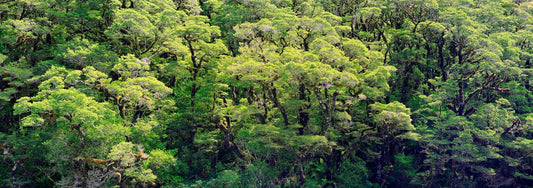 Emerald Euphoria - Fiordland Rainforest Canopy - by Award Winning New Zealand Landscape Photographer Stephen Milner