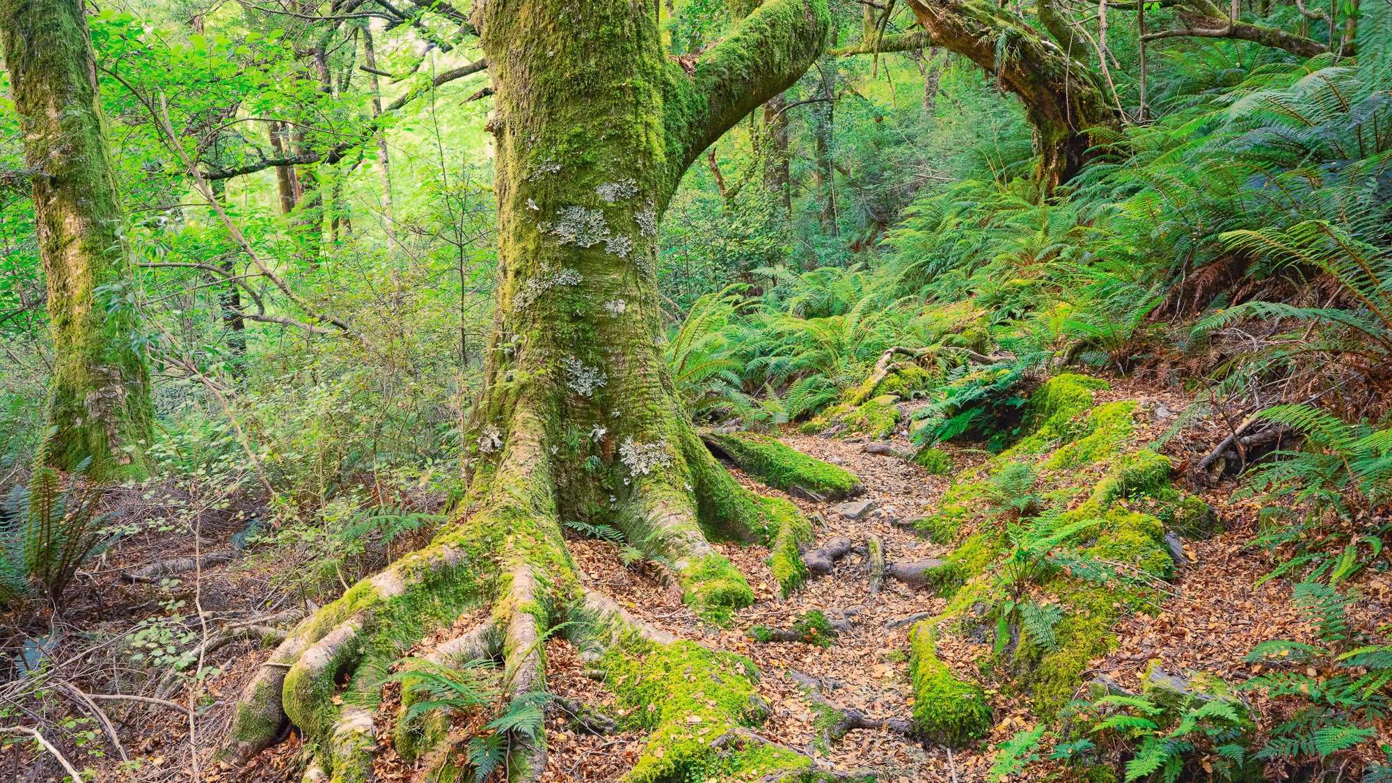 Enchanted Forest Path - Mt. Aspiring National Park - by Award Winning New Zealand Landscape Photographer Stephen Milner