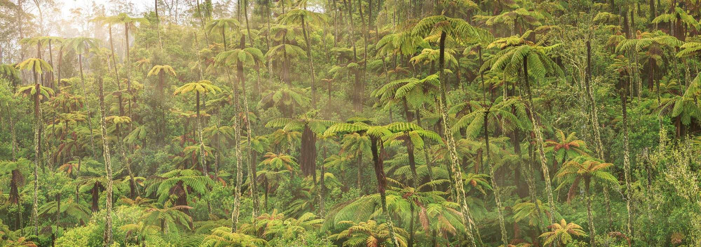 Enchanted Reverie: Tall Ferns' Embrace - by Award Winning New Zealand Landscape Photographer Stephen Milner