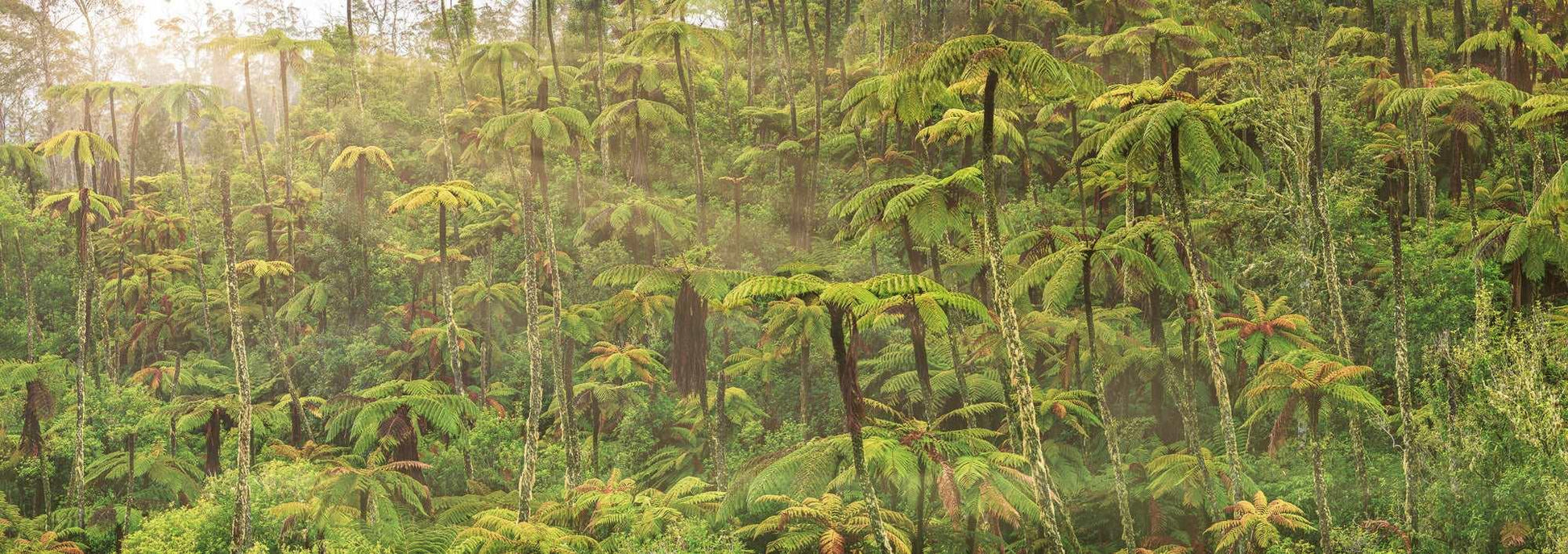 Enchanted Reverie: Tall Ferns' Embrace - by Award Winning New Zealand Landscape Photographer Stephen Milner