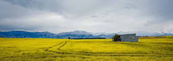 Fields of Gold - South Island Farmland in a Blaze of Yellow - by Award Winning New Zealand Landscape Photographer Stephen Milner
