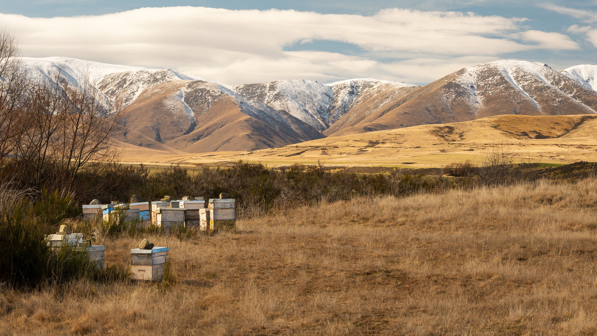 Golden Guardians: Beehives Amidst Dunstan Peaks