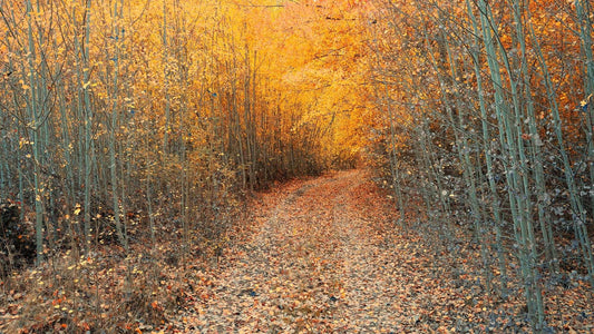 Golden Trails - New Zealand Autumn - by Award Winning New Zealand Landscape Photographer Stephen Milner