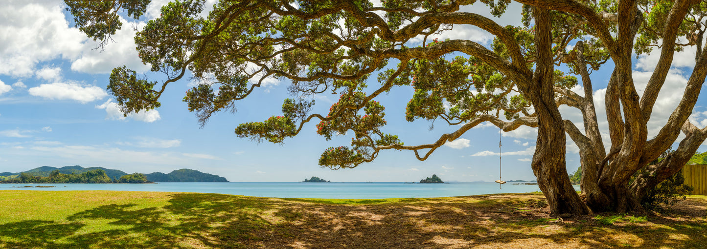 Harbour of Summer Light: Pōhutukawa Bloom, Bay of Islands