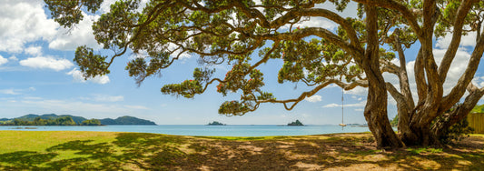 Harbour of Summer Light: Pōhutukawa Bloom, Bay of Islands