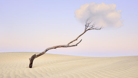 Holding On - Pouto Peninsular - by Award Winning New Zealand Landscape Photographer Stephen Milner