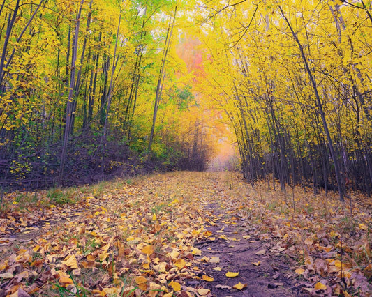 Leafy Lanes - New Zealand Autumn - by Award Winning New Zealand Landscape Photographer Stephen Milner