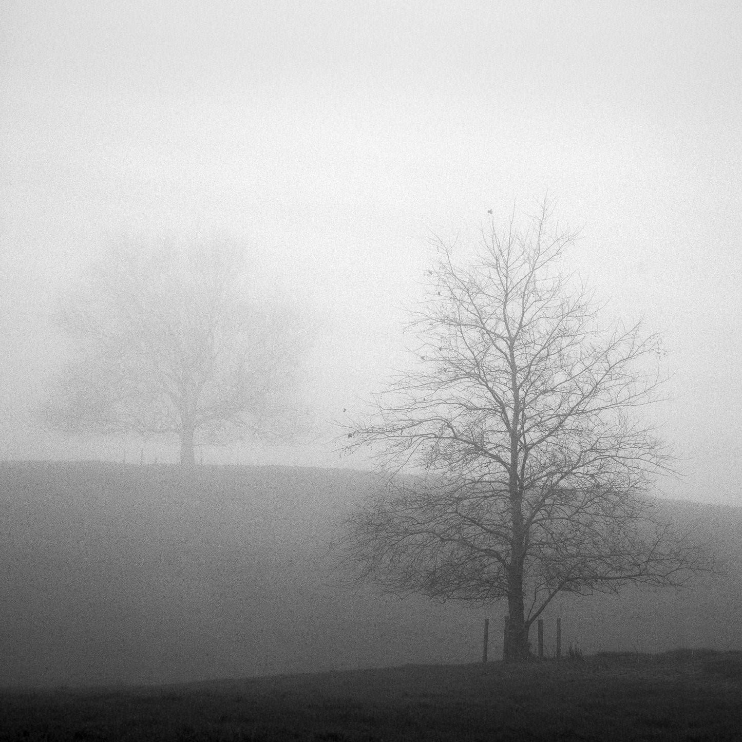 Misty Encounter - Waikato - by Award Winning New Zealand Landscape Photographer Stephen Milner