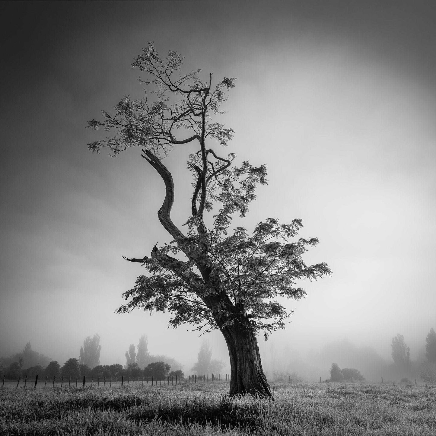 Misty Sentinel - Waikato - by Award Winning New Zealand Landscape Photographer Stephen Milner