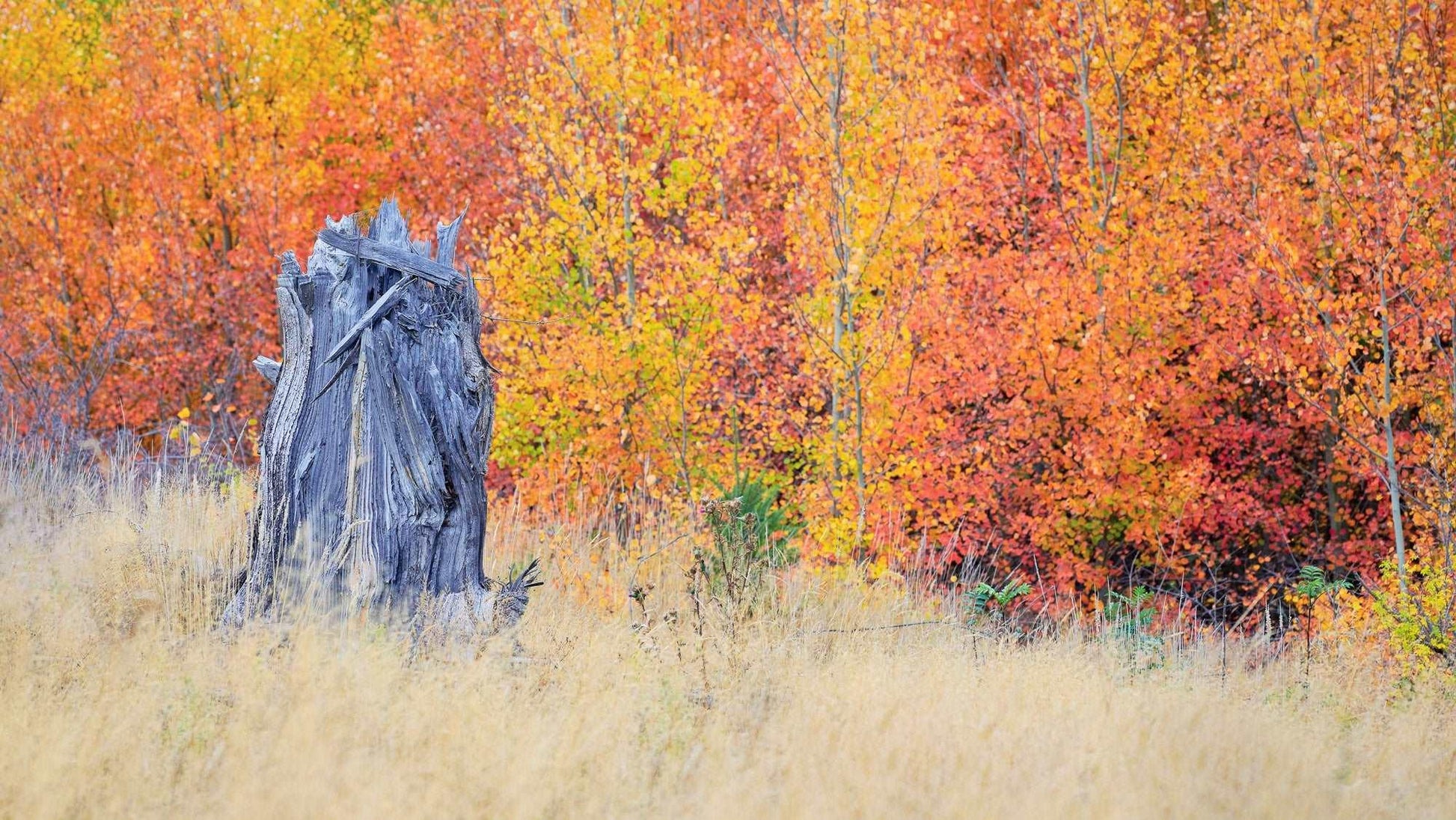 Nature's Circle - New Zealand Autumn - by Award Winning New Zealand Landscape Photographer Stephen Milner