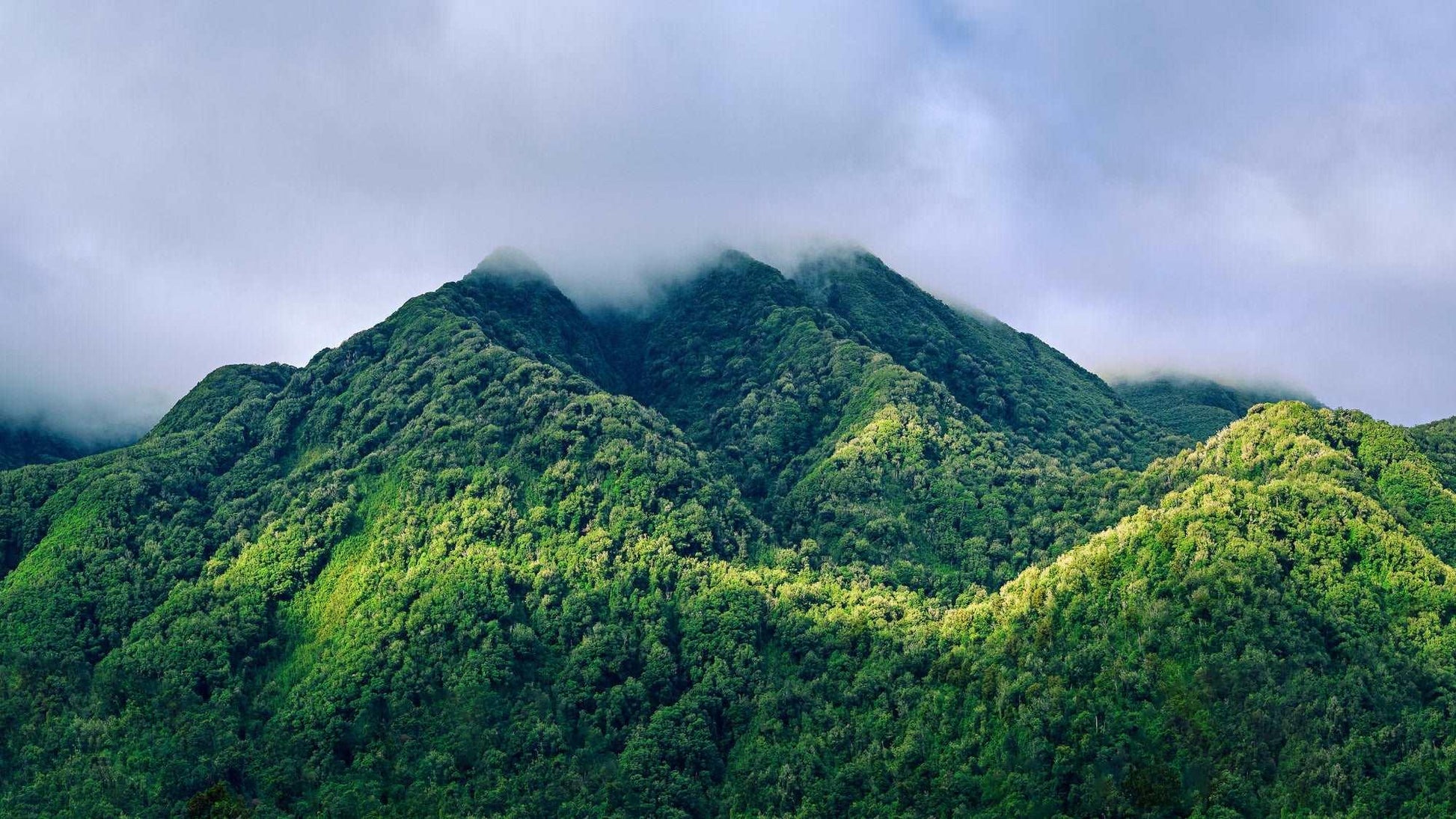 Nature's Embrace - Haast pass - by Award Winning New Zealand Landscape Photographer Stephen Milner