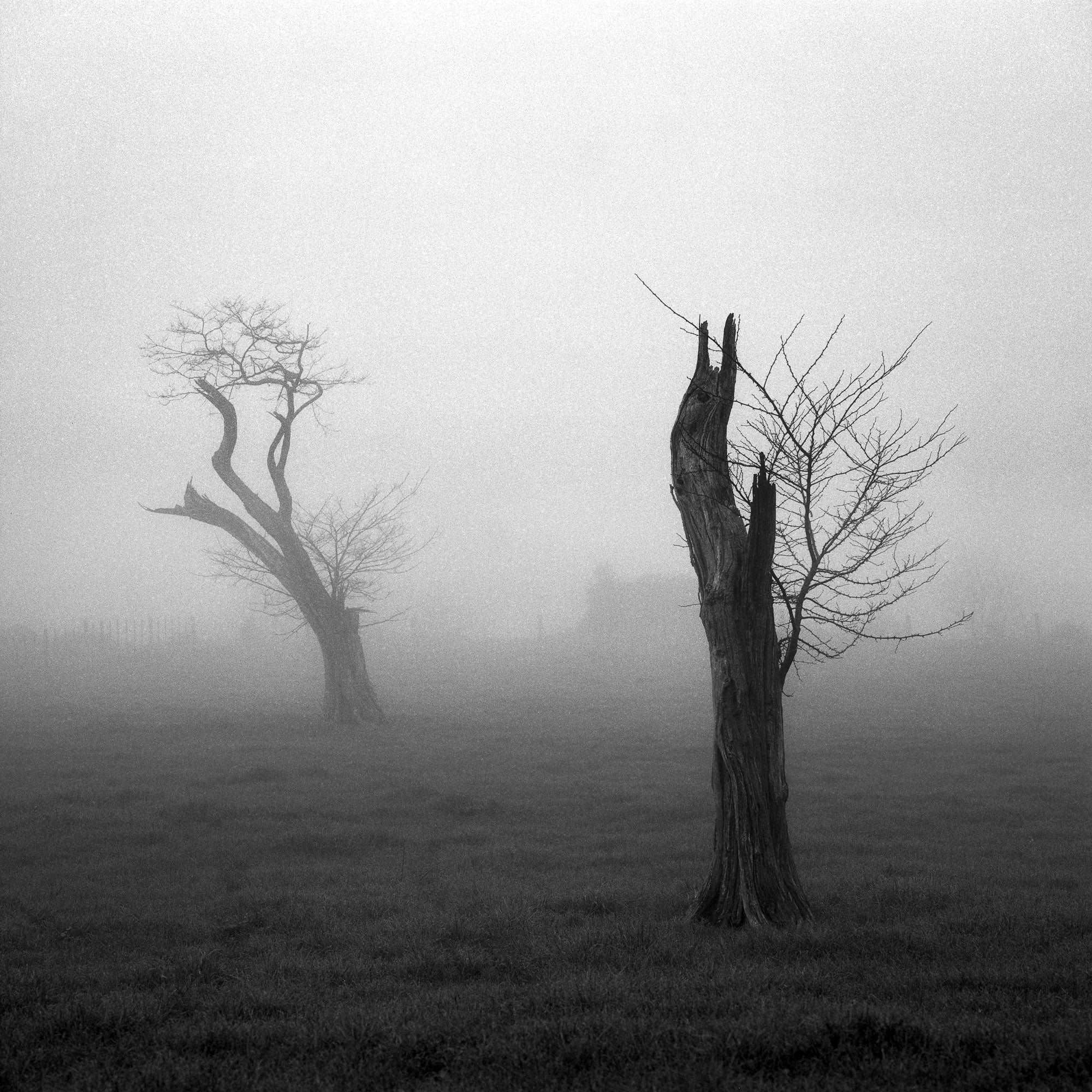 Opposites in the Mist - Waikato - by Award Winning New Zealand Landscape Photographer Stephen Milner