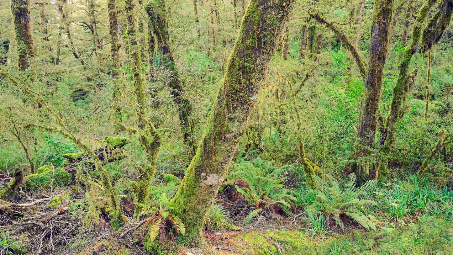 Rainforest Retreat - Haast pass - by Award Winning New Zealand Landscape Photographer Stephen Milner