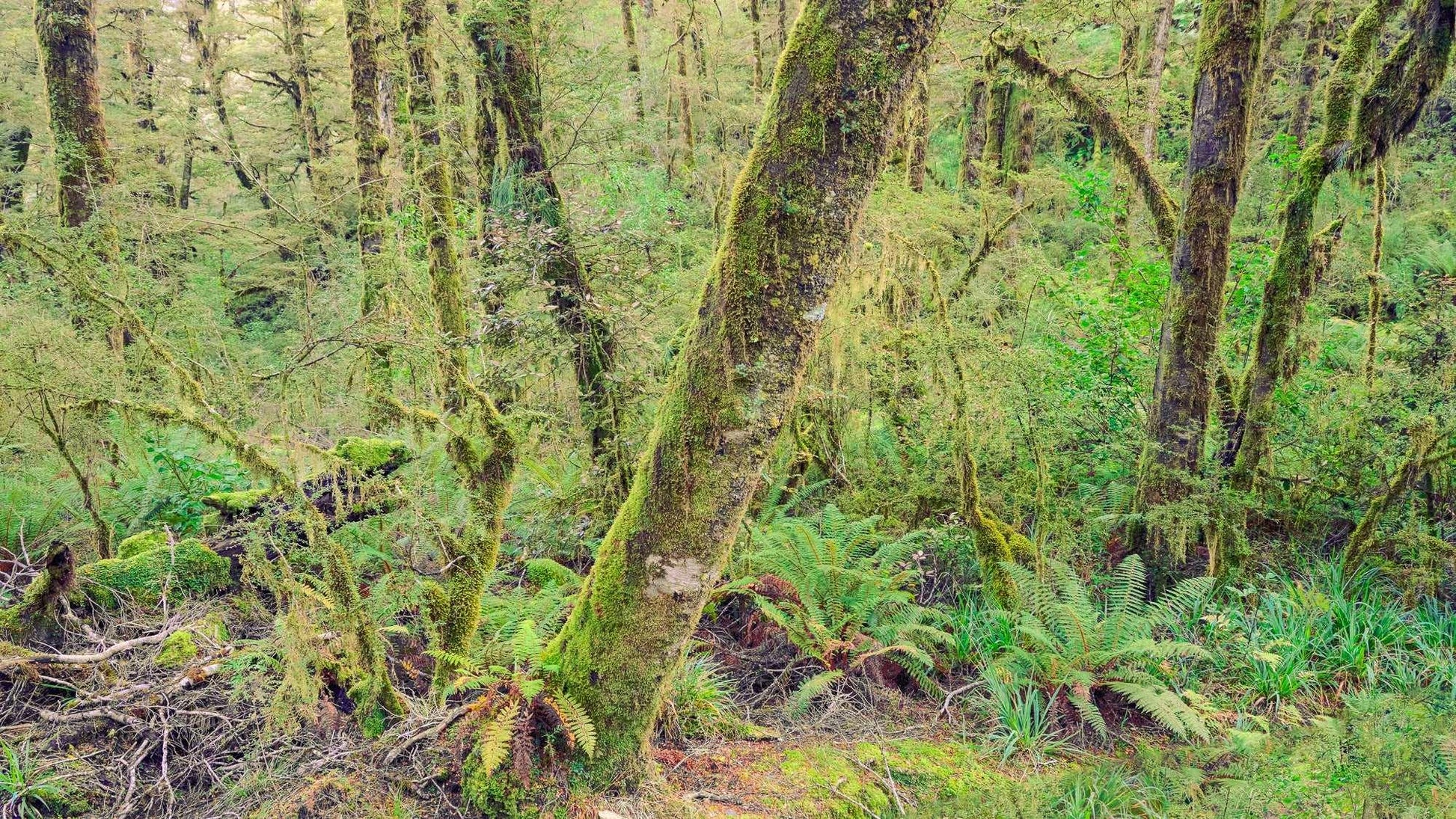 Rainforest Retreat - Haast pass - by Award Winning New Zealand Landscape Photographer Stephen Milner