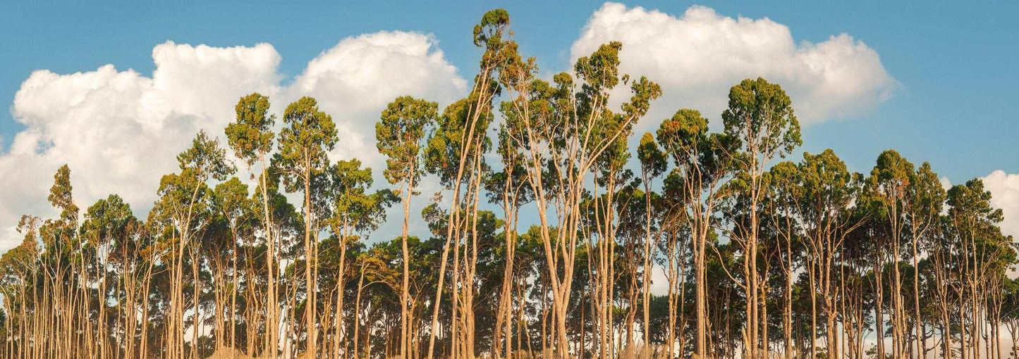 Rimu Reverie: Bruce Bay's Coastal Symphony - by Award Winning New Zealand Landscape Photographer Stephen Milner