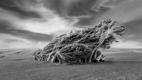 Sculpted by the Winds: Rata Koning Trees of Slope Point - by Award Winning New Zealand Landscape Photographer Stephen Milner
