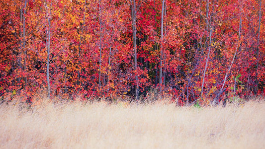 Seasonal Spectacle - New Zealand Autumn - by Award Winning New Zealand Landscape Photographer Stephen Milner