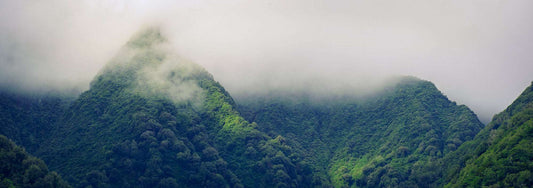 Shrouded in Mystery - West Coast New Zealand - by Award Winning New Zealand Landscape Photographer Stephen Milner