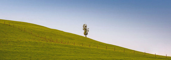 Solitary Sentinel: Cabbage Tree Serenity - by Award Winning New Zealand Landscape Photographer Stephen Milner
