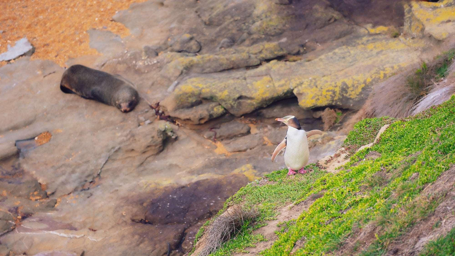 Solitary Sentinel: Yellow-Eyed Penguin at Katiki Point - by Award Winning New Zealand Landscape Photographer Stephen Milner