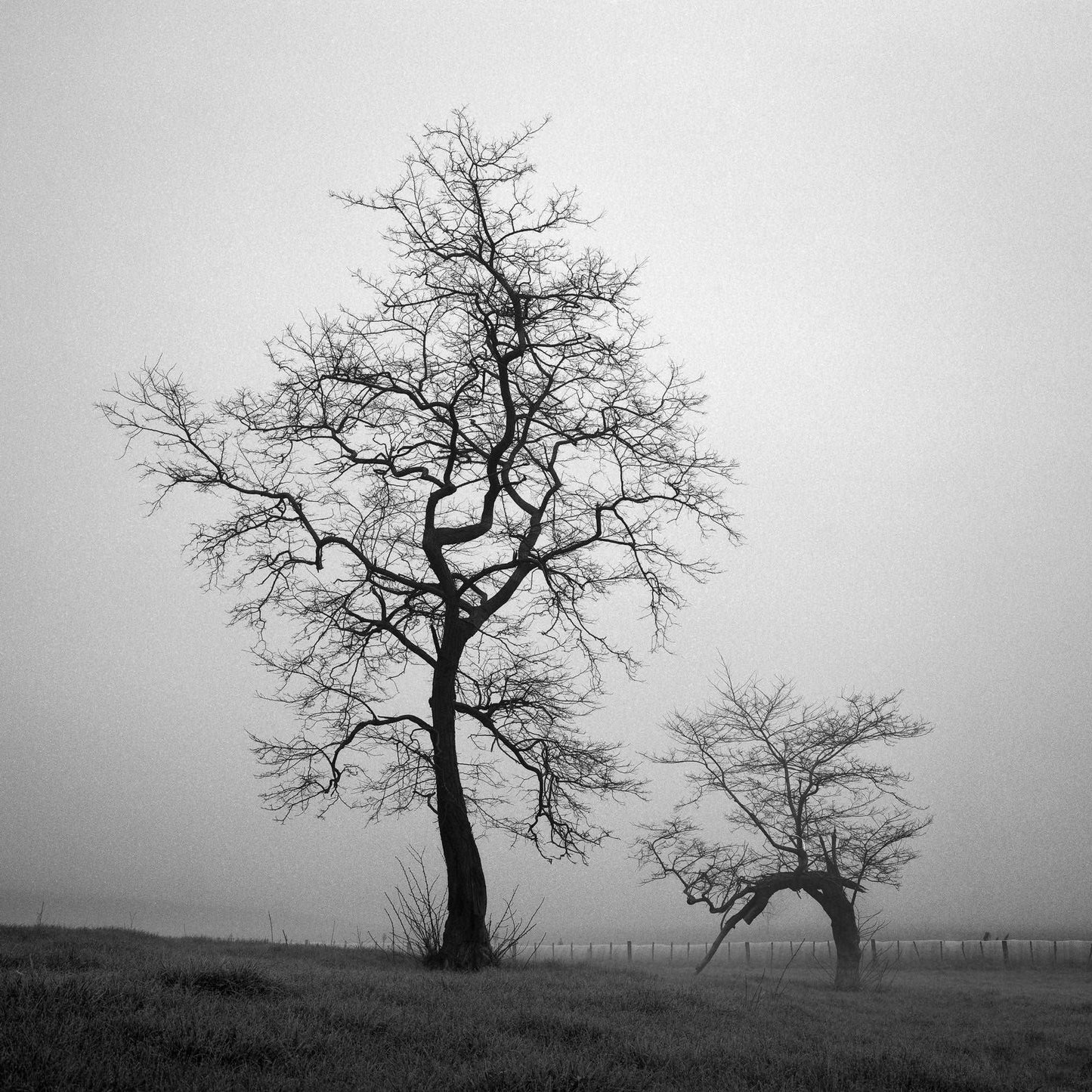 The Humble Guardian - Waikato - by Award Winning New Zealand Landscape Photographer Stephen Milner