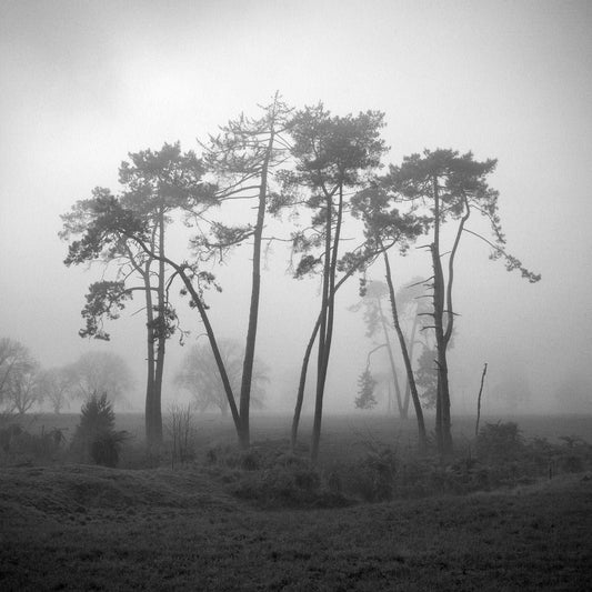 Together - Waikato - by Award Winning New Zealand Landscape Photographer Stephen Milner