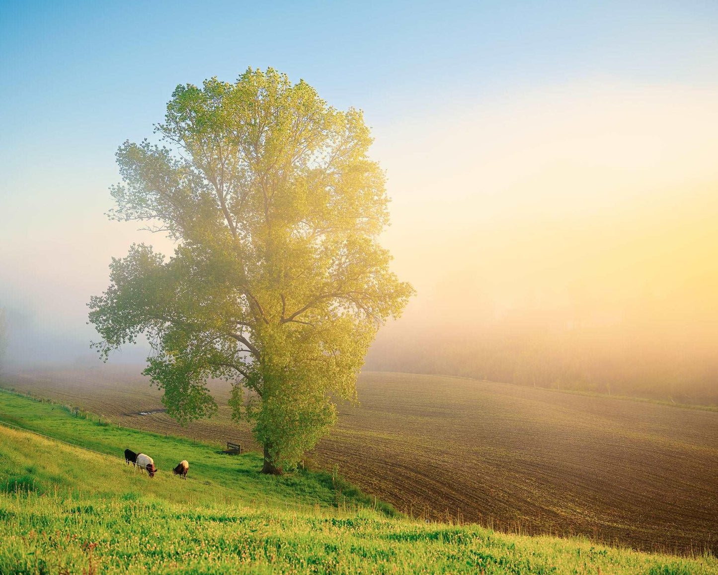 Waikato, Stand Alone - New Zealand - by Award Winning New Zealand Landscape Photographer Stephen Milner