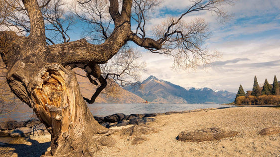 Willow's Embrace: Lake Wakatipu Serenity - by Award Winning New Zealand Landscape Photographer Stephen Milner