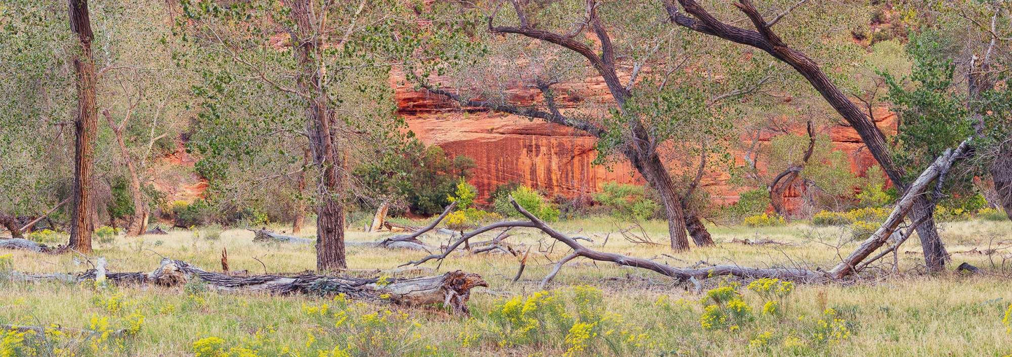 Zion's Canyon Symphony: Nature's Three Figures - Stephen Milner