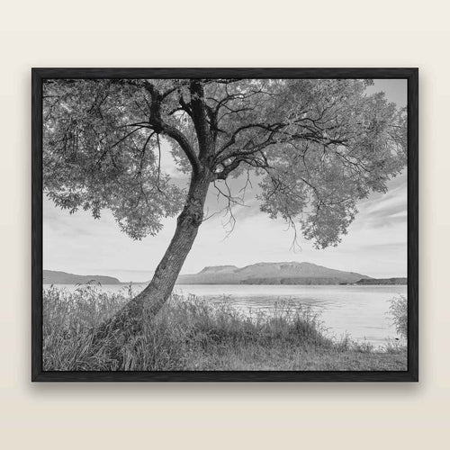 A Tree's Tale, Sunset at Lake Tarawera, black and white framed metallic canvas print, Black frame. New Zealand fine art wall art by Stephen Milner.