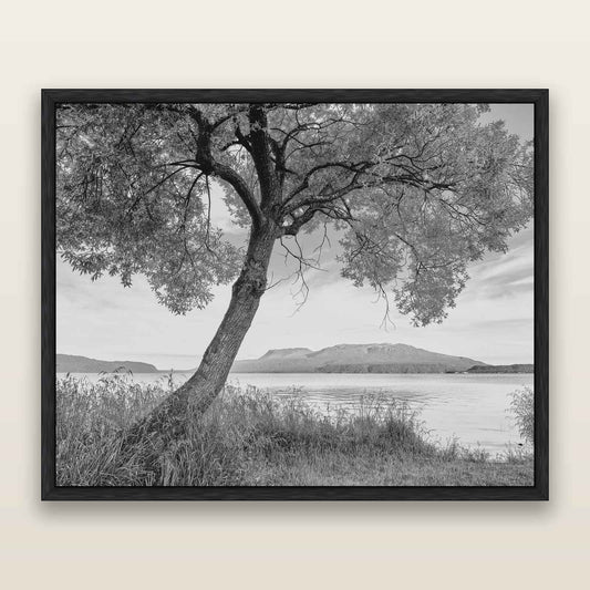 A Tree's Tale, Sunset at Lake Tarawera, black and white framed metallic canvas print, Black frame. New Zealand fine art wall art by Stephen Milner.
