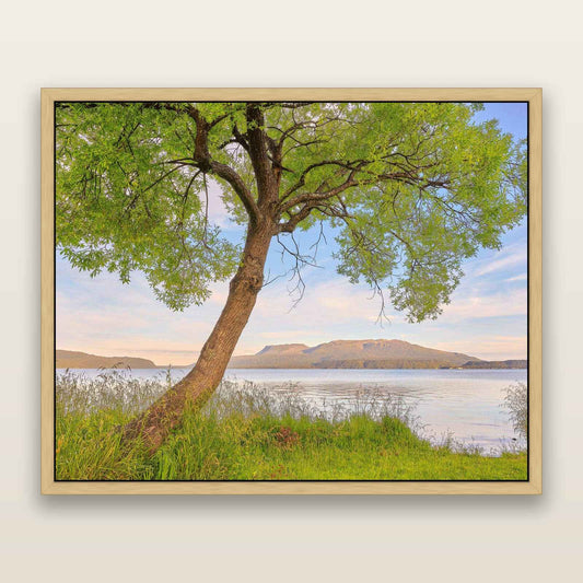A Tree's Tale, Sunset at Lake Tarawera — framed metallic canvas print, Natural frame. New Zealand fine art landscape wall art by Stephen Milner.