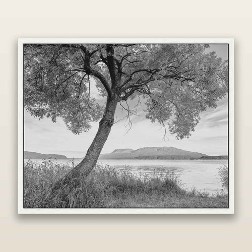 A Tree's Tale, Sunset at Lake Tarawera, black and white framed metallic canvas print, White frame. New Zealand fine art wall art by Stephen Milner.