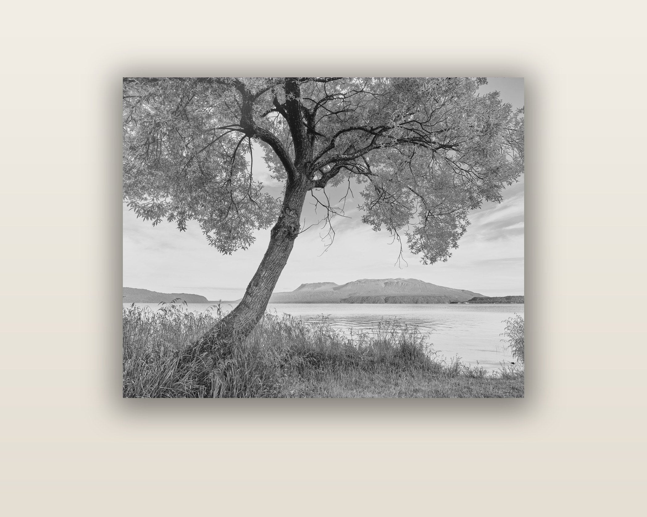 A Tree's Tale, Sunset at Lake Tarawera — acrylic glass print. New Zealand fine art landscape wall art by Stephen Milner.