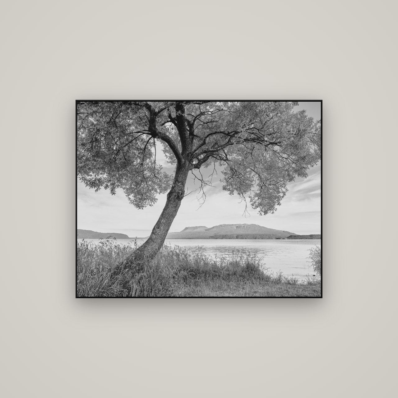 A Tree's Tale, Sunset at Lake Tarawera — ArtBox Black, 100×80 cm. New Zealand fine art wall art by Stephen Milner.